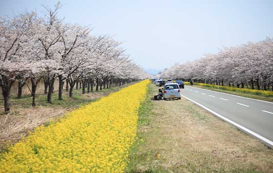 「桜と菜の花ロード」の写真